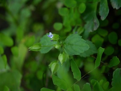 Torenia indica, photographed by Dinesh Valke