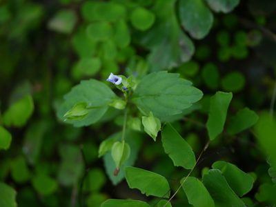 Torenia indica, photographed by Dinesh Valke
