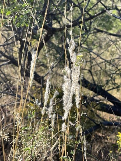 Digitaria californica, photographed by CK2AZ