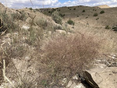Muhlenbergia porteri, photographed by Cecelia Alexander