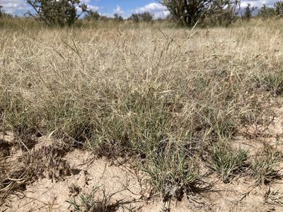 Scleropogon brevifolius, photographed by Cecelia Alexander