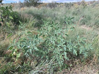 Datura quercifolia, photographed by Cecelia Alexander