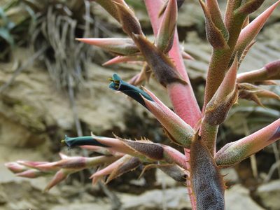 Puya roezlii, photographed by Annika Lindqvist