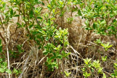 Diospyros lycioides, photographed by Matthew Fainman