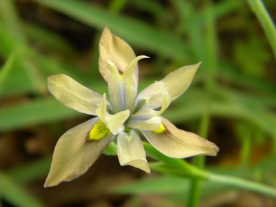 Moraea vegeta, photographed by Tim Kirsten