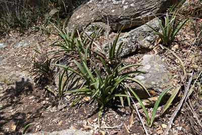 Dracaena aethiopica, photographed by Matthew Fainman