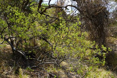 Diospyros lycioides, photographed by Matthew Fainman