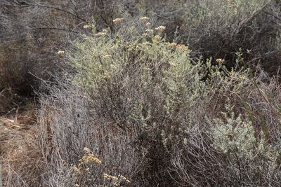 Helichrysum kraussii, photographed by Matthew Fainman