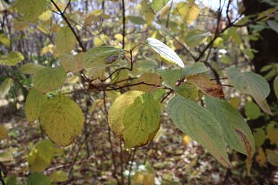 Cornus alba, photographed by Станислав Чуванов