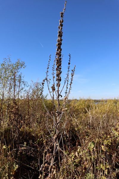 Delphinium retropilosum, photographed by Станислав Чуванов