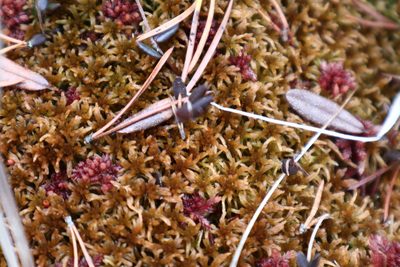 Sphagnum fuscum, photographed by Станислав Чуванов