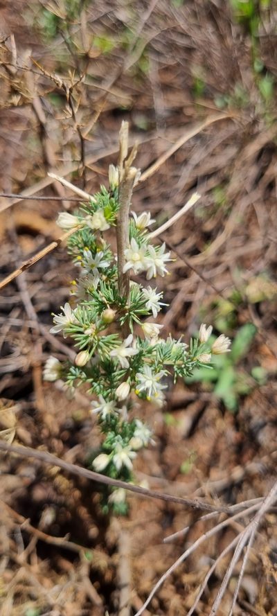 Asparagus flavicaulis, photographed by Nic Knott-Craig