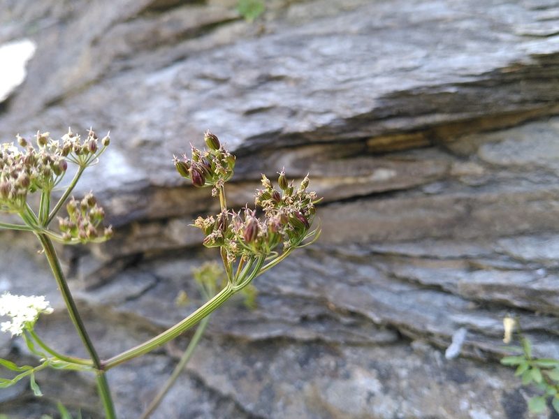 Dichoropetalum schottii, photographed by Yves Bas