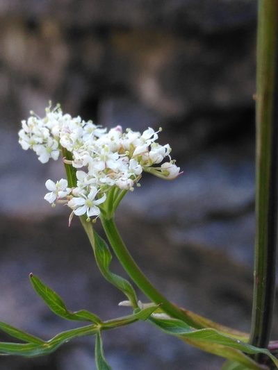 Dichoropetalum schottii, photographed by Yves Bas