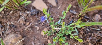 Polygala gerrardii, photographed by Nic Knott-Craig