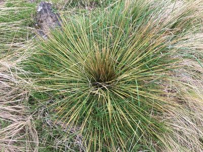 Aciphylla subflabellata, photographed by Alice Shanks
