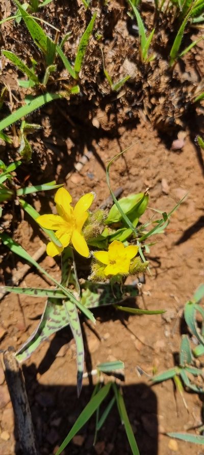 Hypoxis interjecta, photographed by Nic Knott-Craig