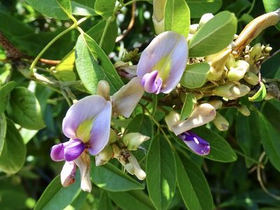 Callerya nitida, photographed by Toby Y