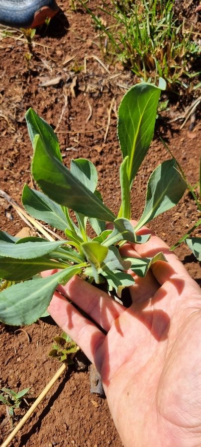 Senecio isatideus, photographed by Nic Knott-Craig
