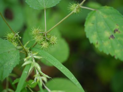 Triumfetta annua, photographed by Dinesh Valke