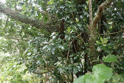 Planchonella costata, photographed by Oscar Dove