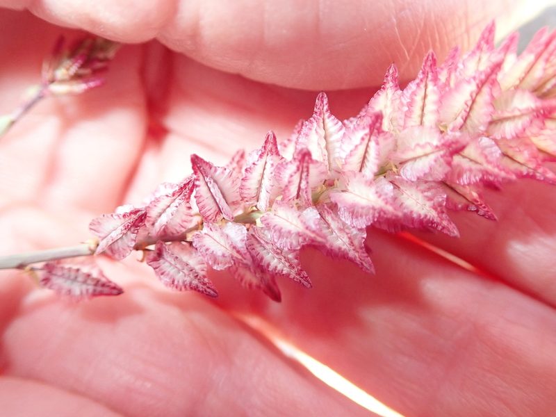 Dyerophytum africanum, photographed by Peter Warren