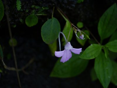 Impatiens acaulis, photographed by Dinesh Valke