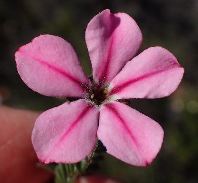 Acmadenia tetragona, photographed by Nicola van Berkel