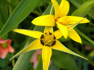 Pauridia capensis, photographed by Tim Kirsten