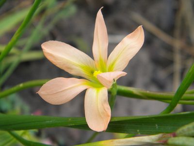 Moraea flaccida, photographed by Tim Kirsten