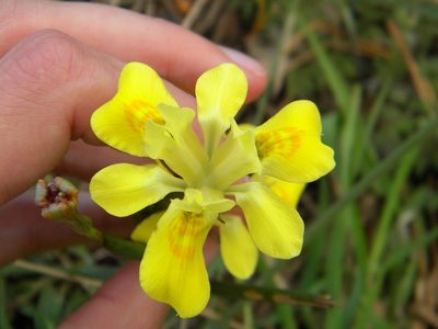 Moraea fugax, photographed by Tim Kirsten