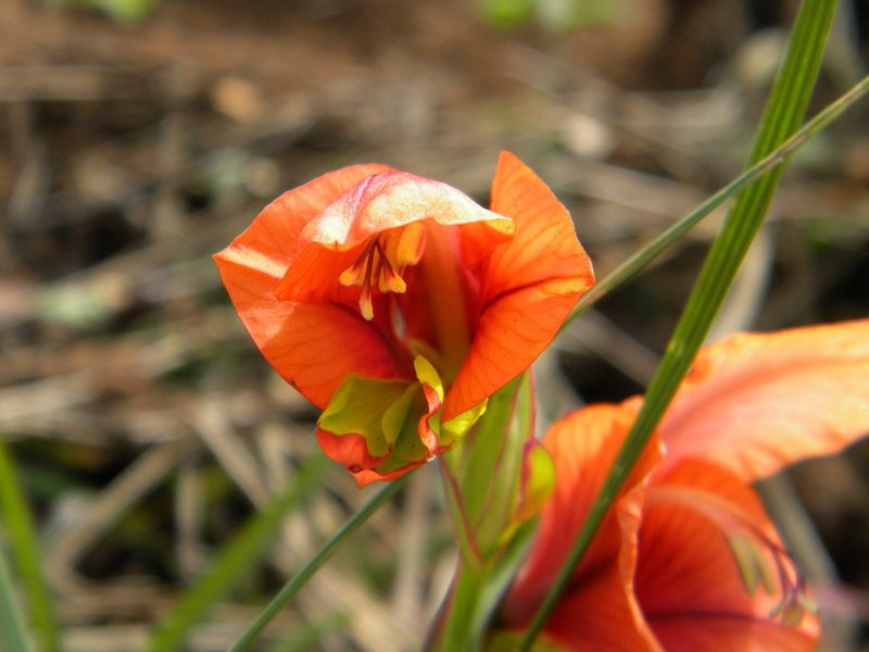 Gladiolus alatus, photographed by Tim Kirsten