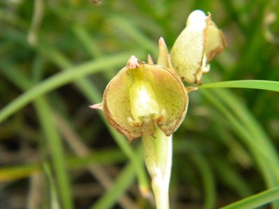 Pterygodium catholicum, photographed by Tim Kirsten