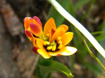 Baeometra uniflora, photographed by Tim Kirsten