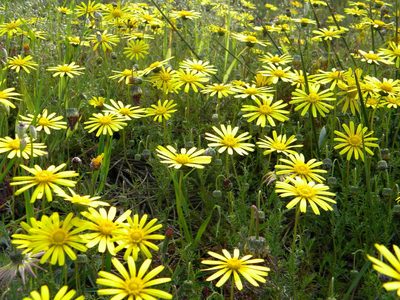 Ursinia anthemoides, photographed by Tim Kirsten