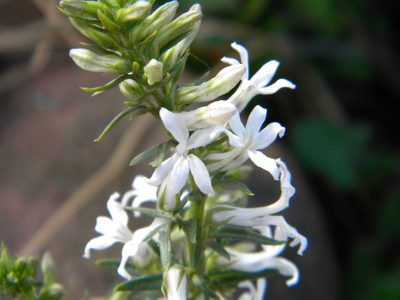 Cyphia bulbosa, photographed by Tim Kirsten