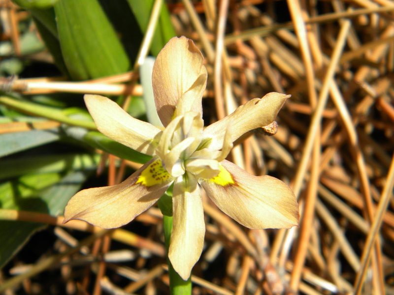 Moraea vegeta, photographed by Tim Kirsten