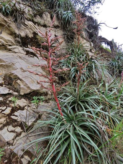 Puya roezlii, photographed by Annika Lindqvist