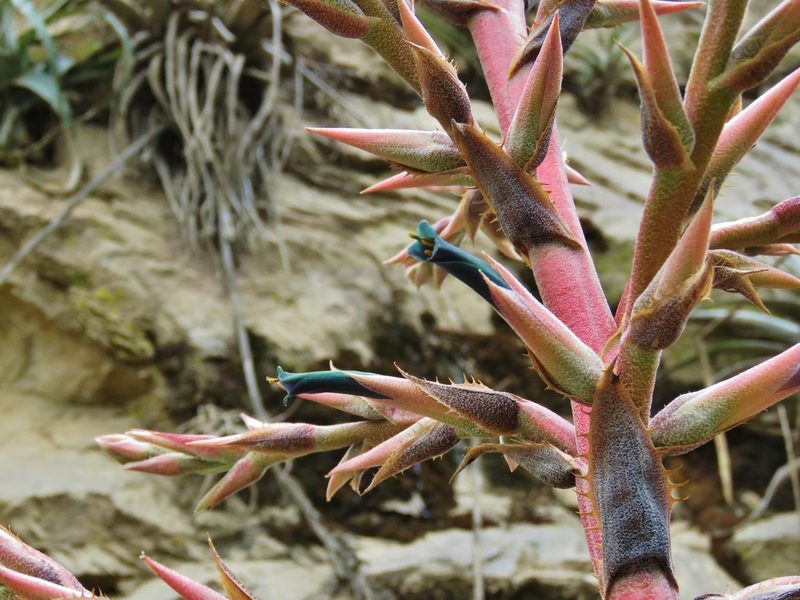 Puya roezlii, photographed by Annika Lindqvist