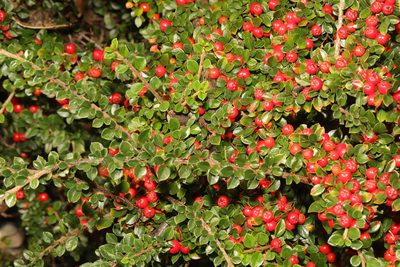 Cotoneaster horizontalis, photographed by Stephen James McWilliam