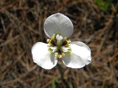 Moraea tricuspidata, photographed by Tim Kirsten