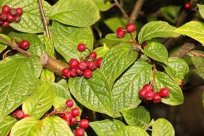 Cotoneaster rehderi, photographed by Stephen James McWilliam