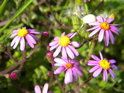 Senecio arenarius, photographed by Tim Kirsten