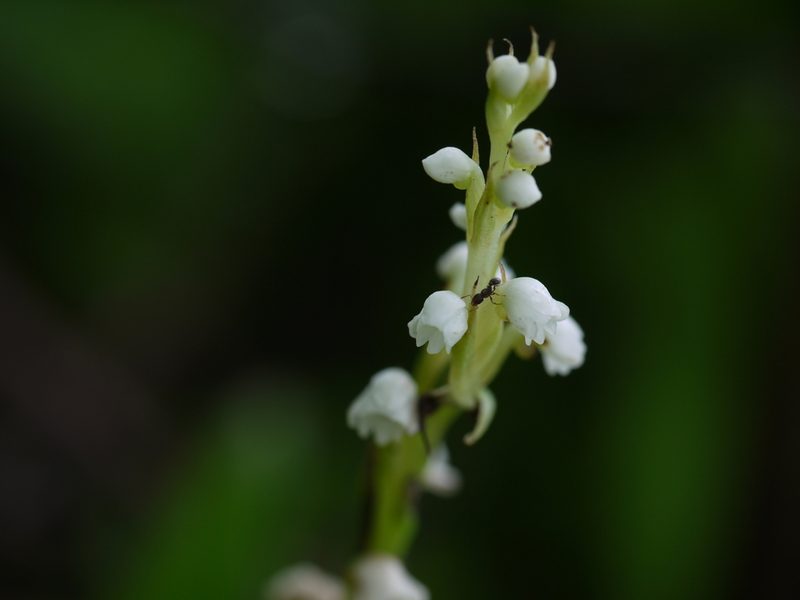 Peristylus lawii, photographed by Dinesh Valke