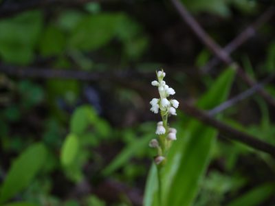 Peristylus lawii, photographed by Dinesh Valke