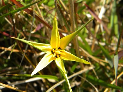 Pauridia capensis, photographed by Tim Kirsten