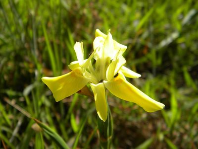 Moraea fugax, photographed by Tim Kirsten