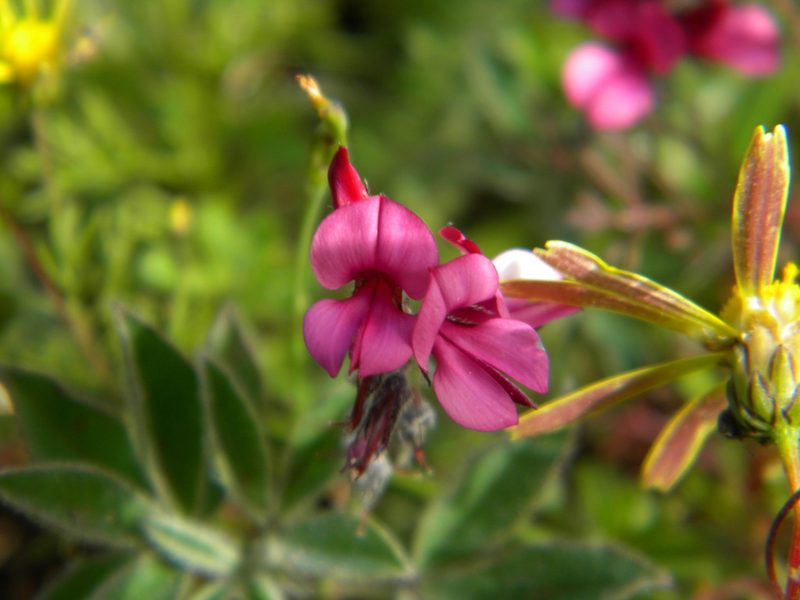 Indigofera incana, photographed by Tim Kirsten