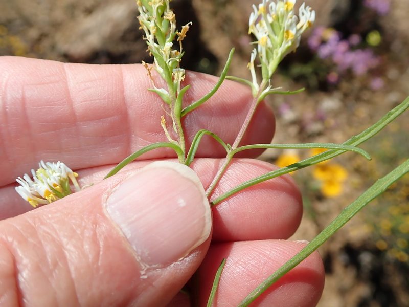 Hebenstretia parviflora, photographed by Peter Warren