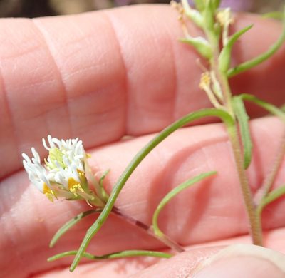 Hebenstretia parviflora, photographed by Peter Warren